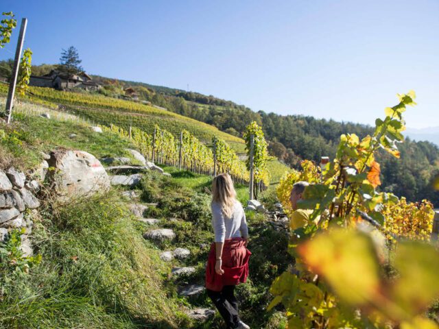 a walk through the vineyards Bressanone