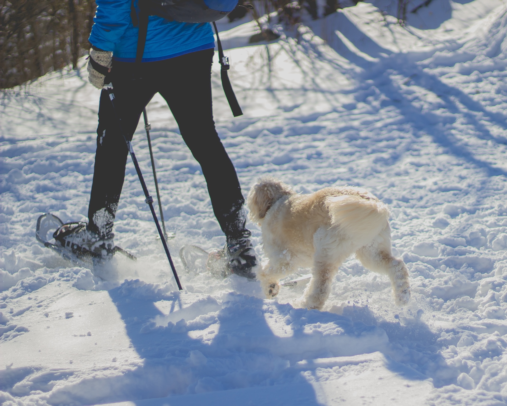 Winter walks with dog Madonna di Campiglio